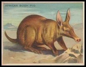 2 African Bush Pig